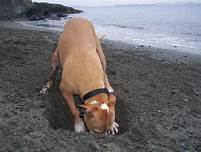 Reasons for dogs to develop digging habits and how to prevent them